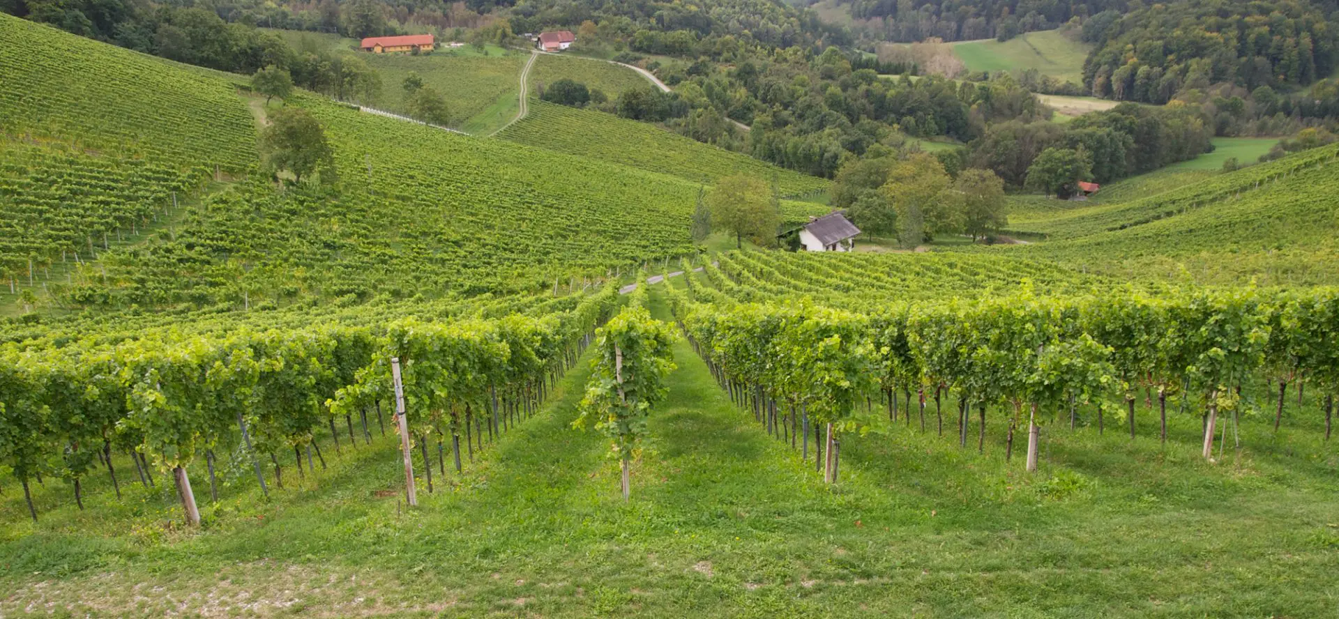 Weinberg mit grünen Reben und Hügeln
